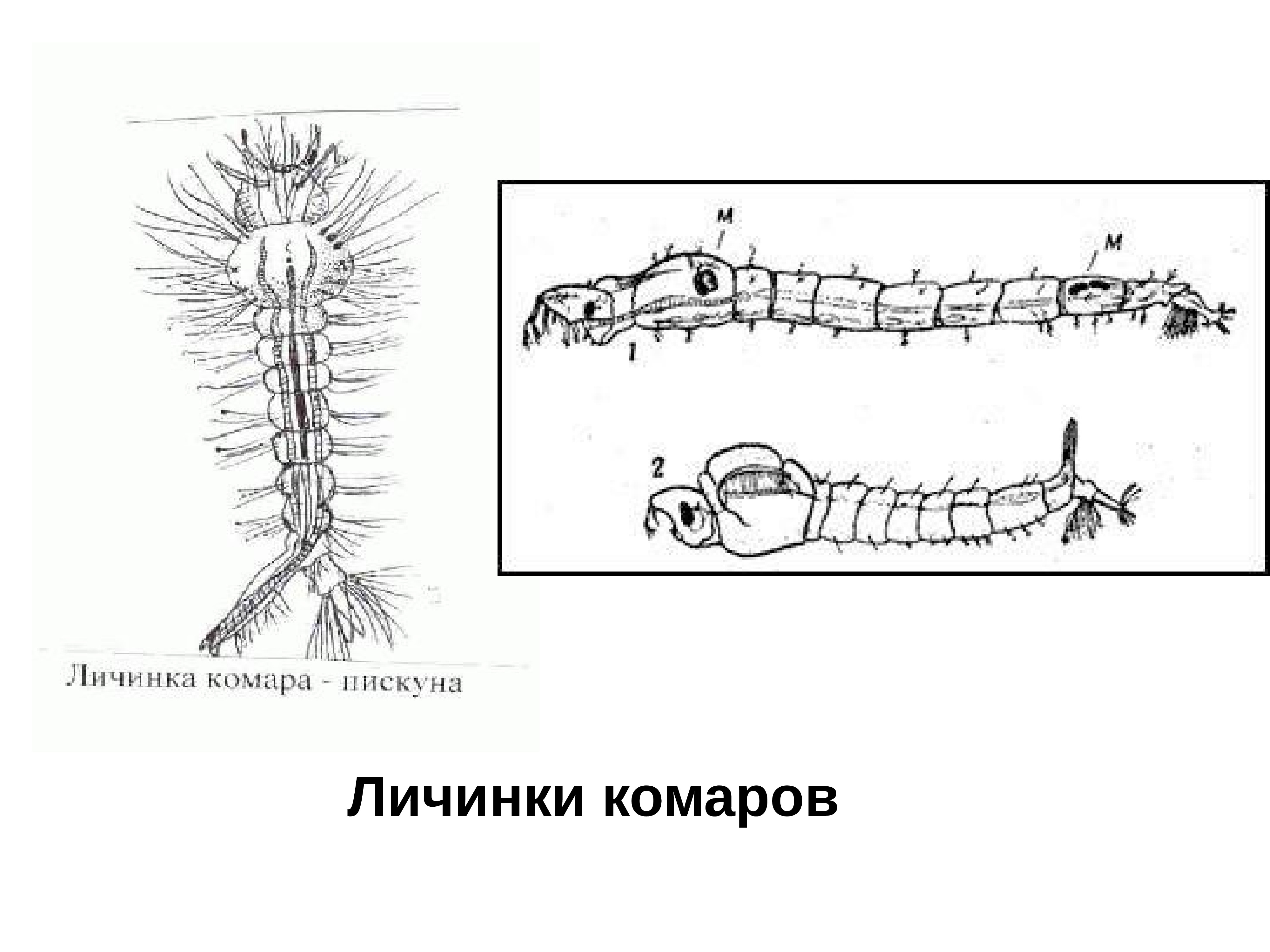 Личинка комара рисунок