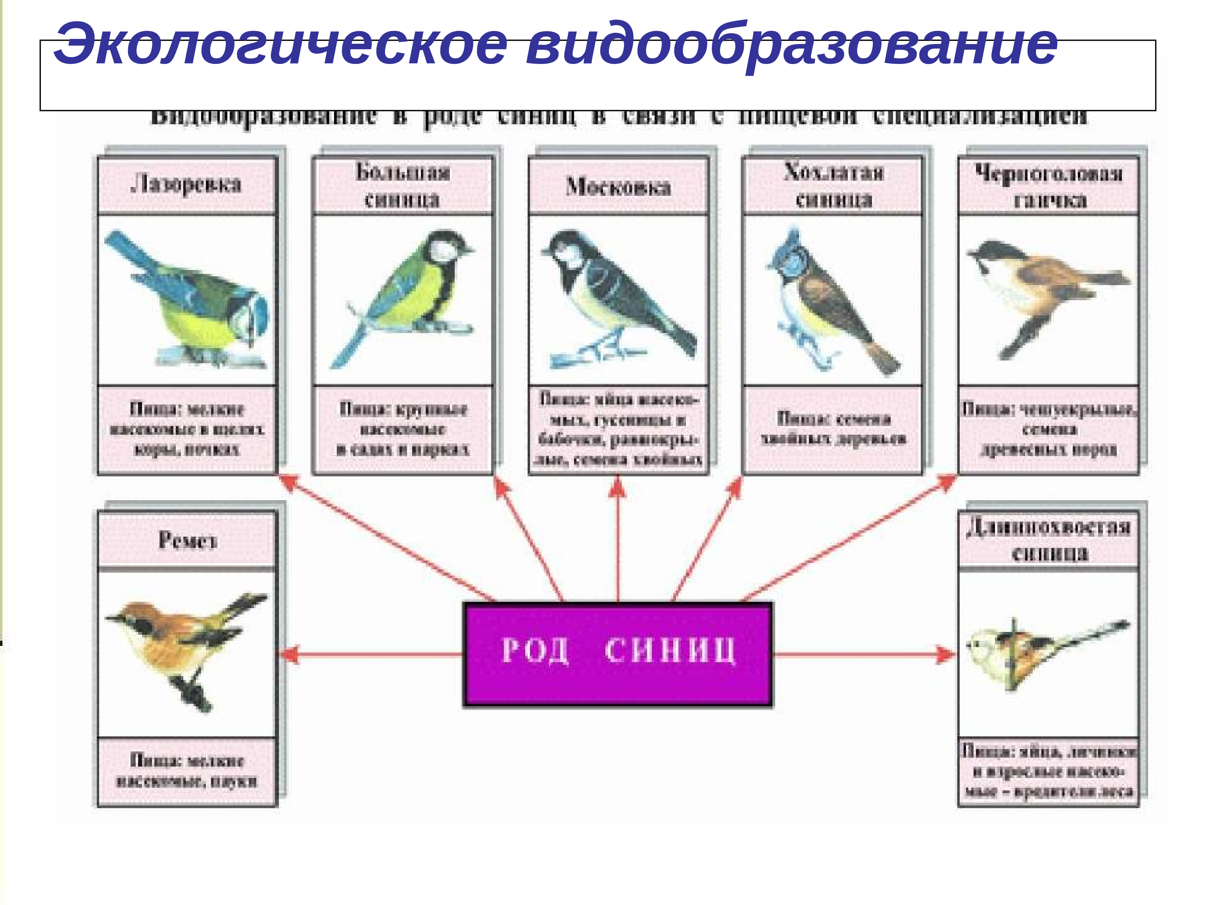 Экологическое видообразование презентация