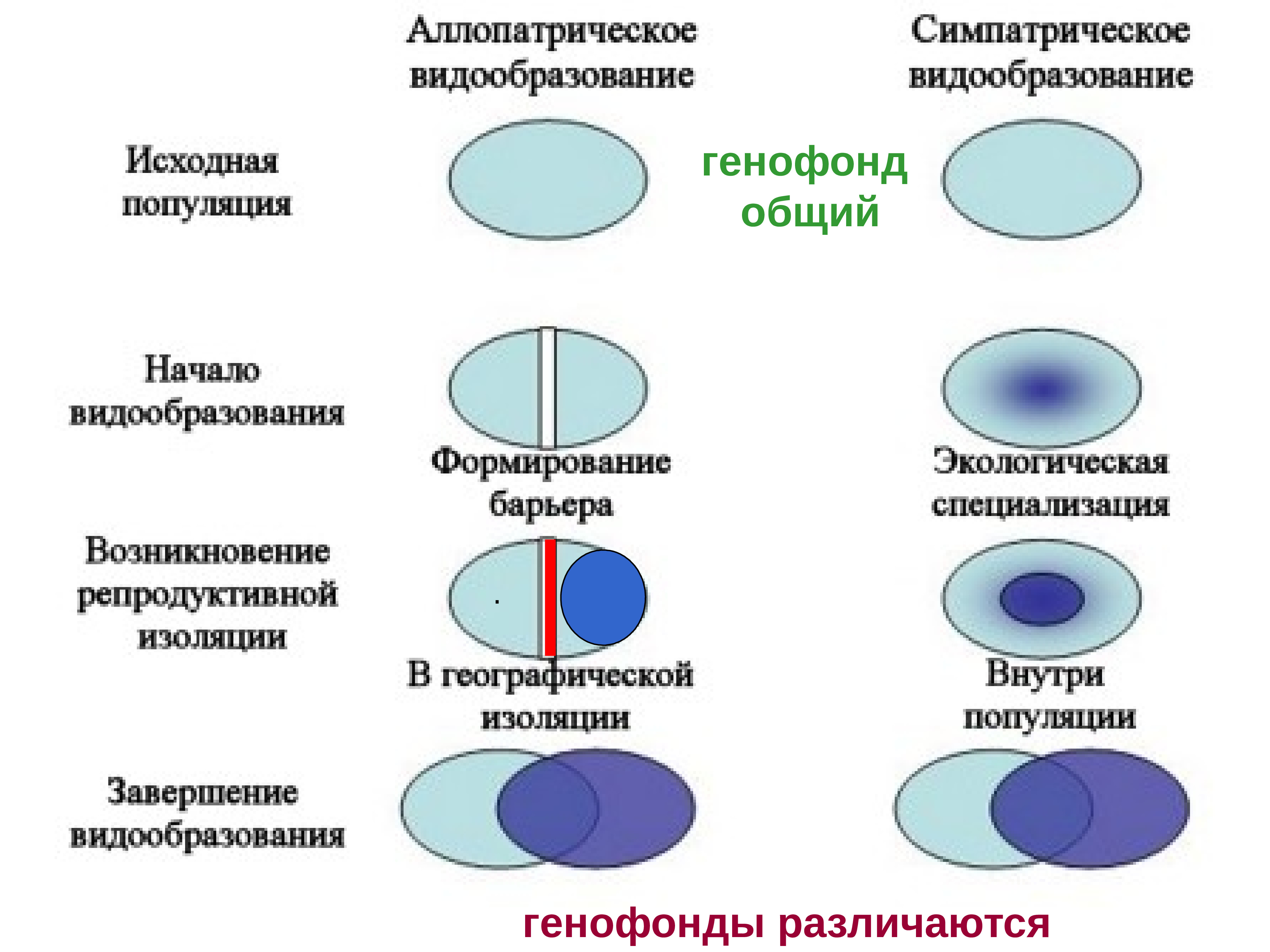 2 вид популяция. Аллопатрическое и симпатрическое видообразование таблица. Микроэволюция способы видообразования. Видообразование и Макроэволюция. Микроэволюция основные способы видообразования.