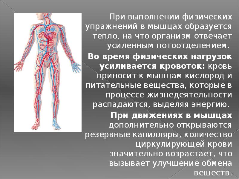 иммунная система человека картинки анатомия. органы нервной системы человека. огулов проекционные зоны внутренних органов. строение человека внутренние органы. организм несущий.