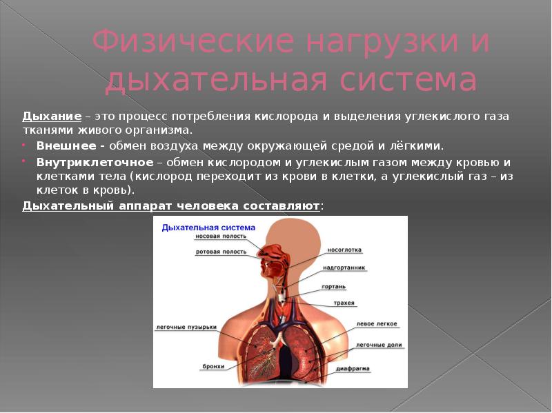 Дыхание выделение углекислого газа