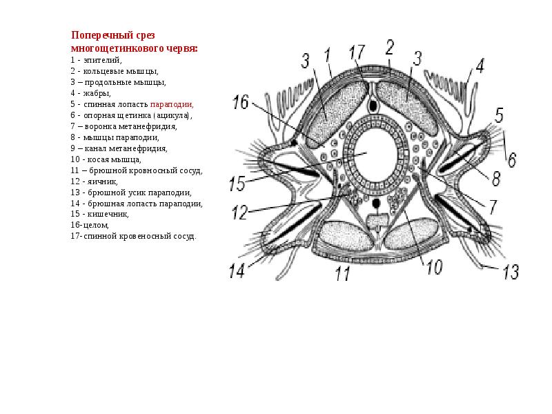 Поперечный срез червя. Поперечный разрез многощетинкового червя. Поперечный срез нереиса. Поперечный срез многощетинкового червя. Поперечный срез Нервиса.