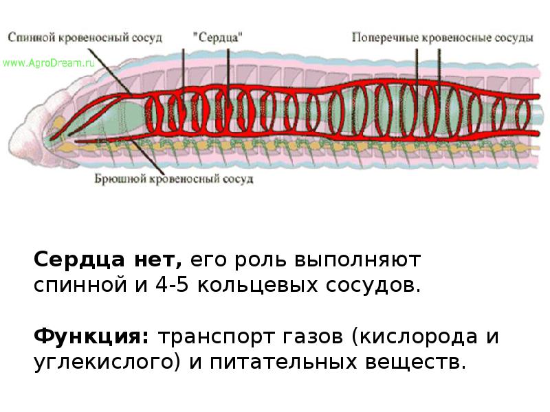 Кольцевые сосуды дождевого червя. Нервная система кольчатых червей схема. Кровеносная система кольчатых червей. Выделительная система кольчатых червей. Выделительная система кольчатых червей многощетинковые.