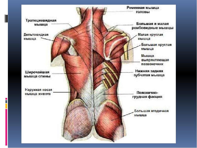 Мышцы туловища спины. Мышечный корсет человека с названием мышц анатомия. Мышцы и фасции спины анатомия. Анатомия спины кости мышцы связки. Составляющие мышечного корсета мышцы.