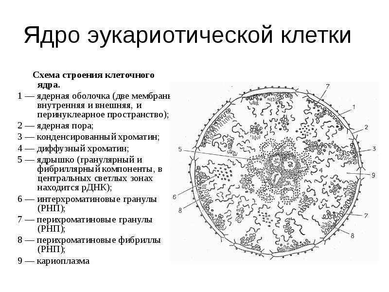 Схема строения fe0