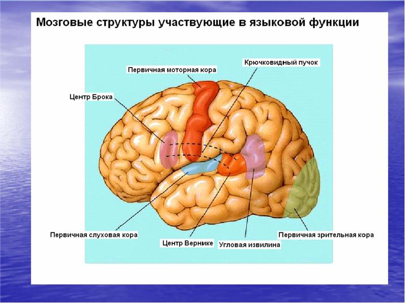 Нервная деятельность картинки