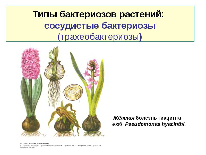 Бактериальные болезни растений презентация