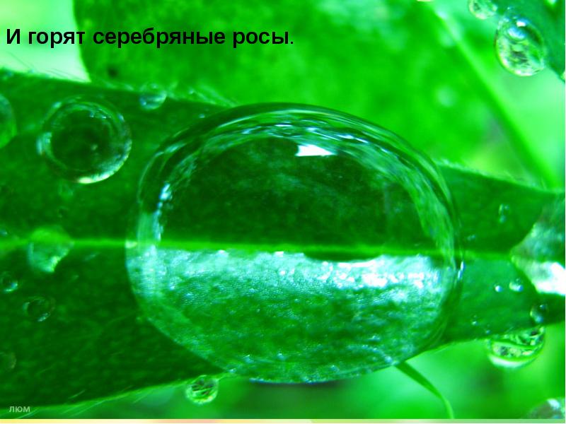 Осенний лист на мокром стекле. Березы ночью. Капельки росы. Покрытый утренней росой луг. Осень дождь.