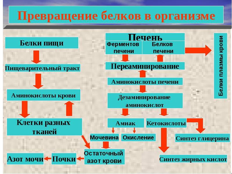 Обмен веществ и питание презентация