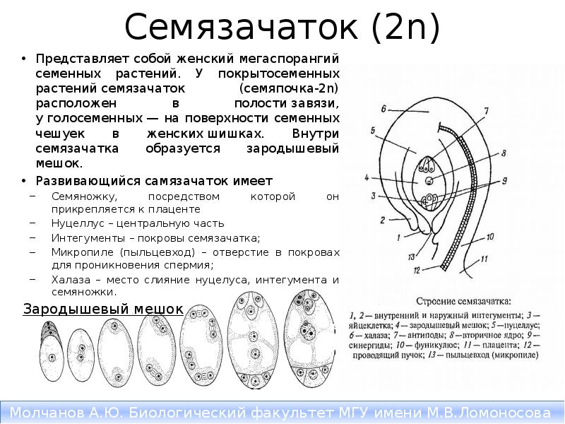 Яйцеклетки образуются в семязачатках