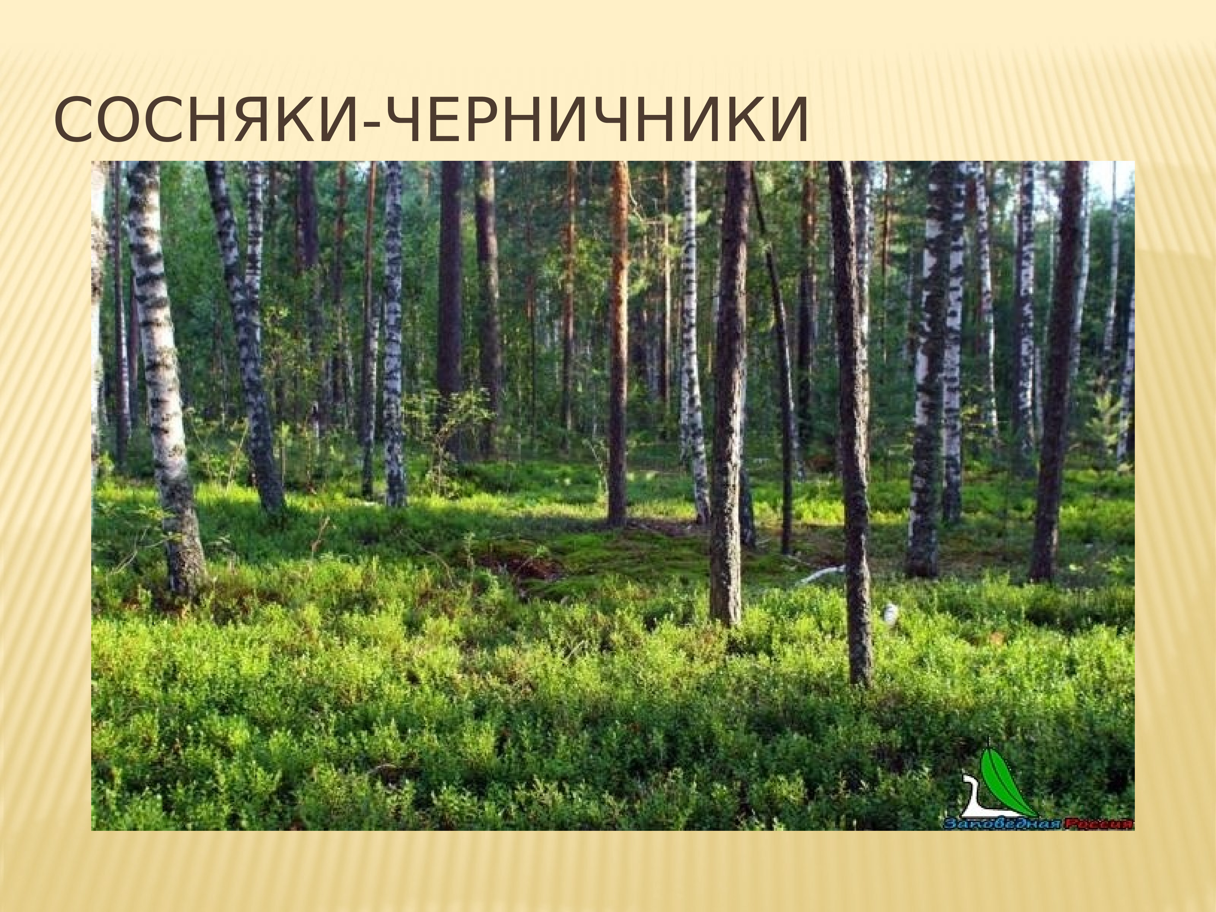 Презентация леса и Луга России