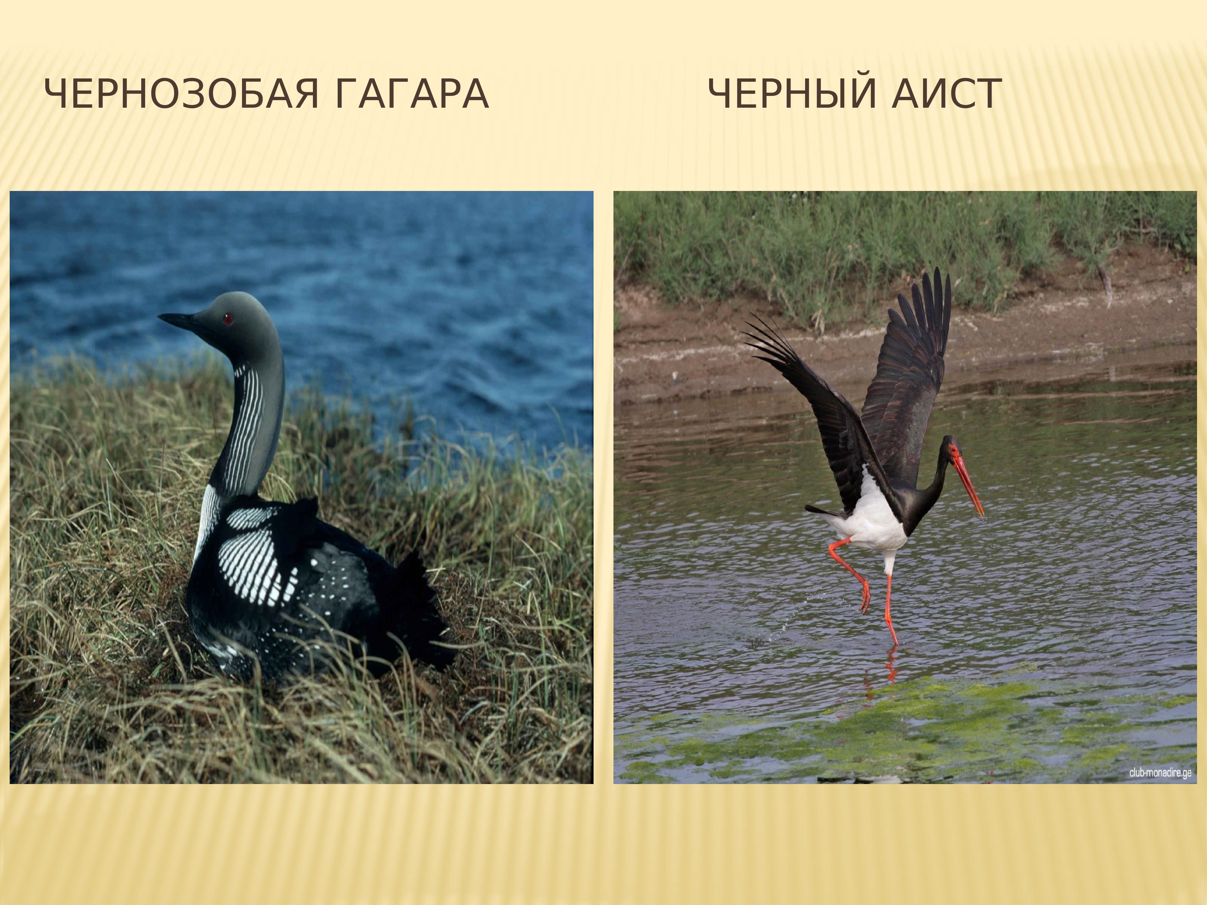 В мещерском крае нет никаких богатств