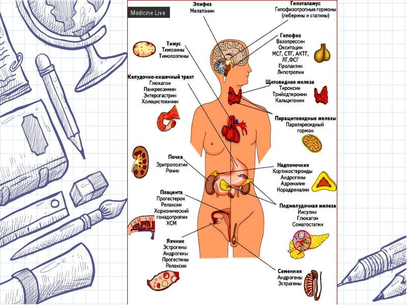 Пименов эндокринная система презентация
