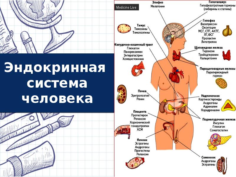 Эндокринная система презентация анатомия