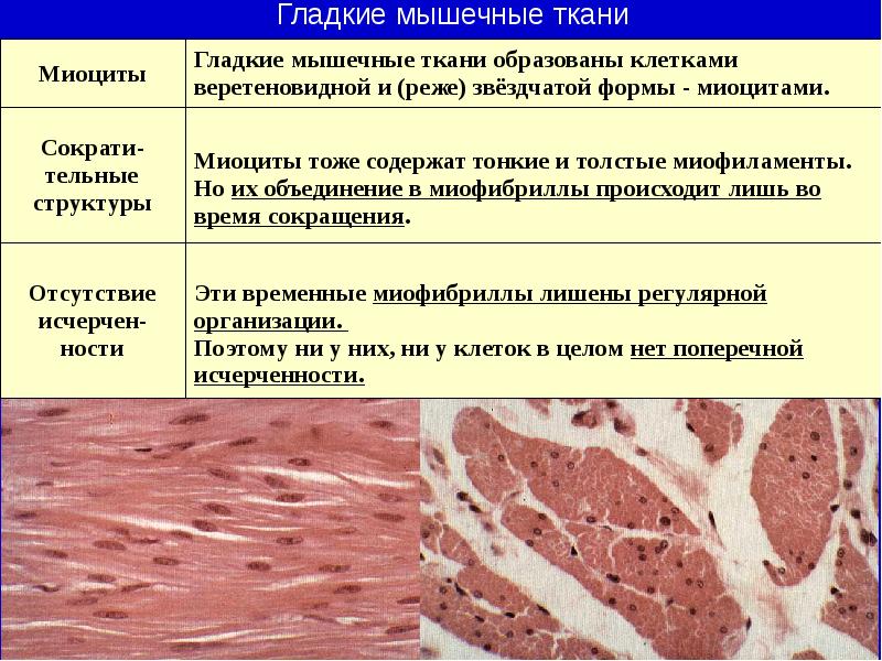 Мышечные ткани презентация