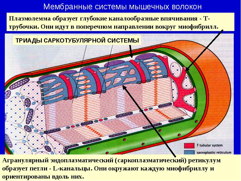 Т система. Саркоплазматический ретикулум и т трубочки. Саркоплазматический ретикулум мышечной ткани. Т - система мышечного волокна образована. Саркоплазматический ретикулум мышечного волокна.