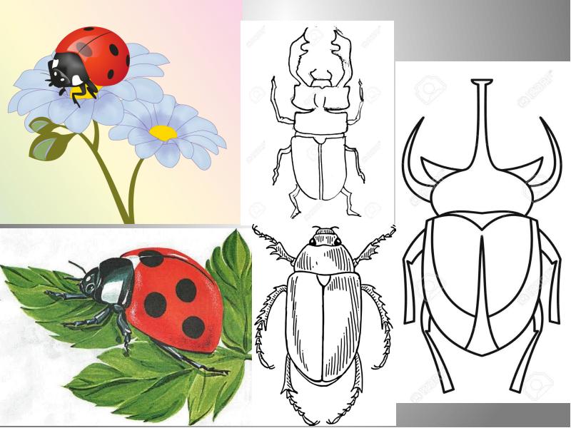 Изо презентация 1 класс разноцветные жуки поэтапное рисование