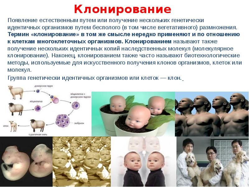 Презентация на тему клонирование