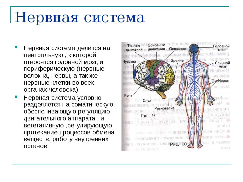 Нервная система человека регулирует. Нервная система человека делится на центральную и периферическую. Нервная система состоит из. Нервная система человека разделяется на. Центральная нервная система делится на.