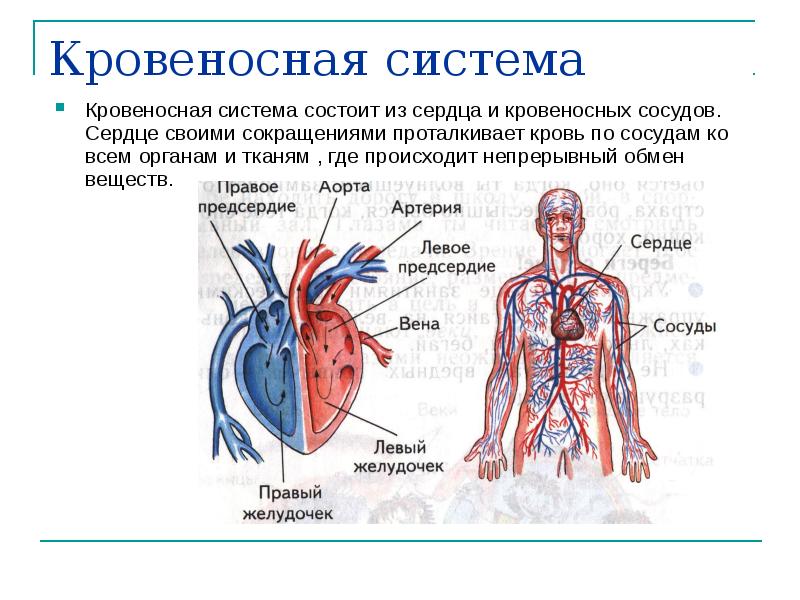 Сосуды сердца презентация