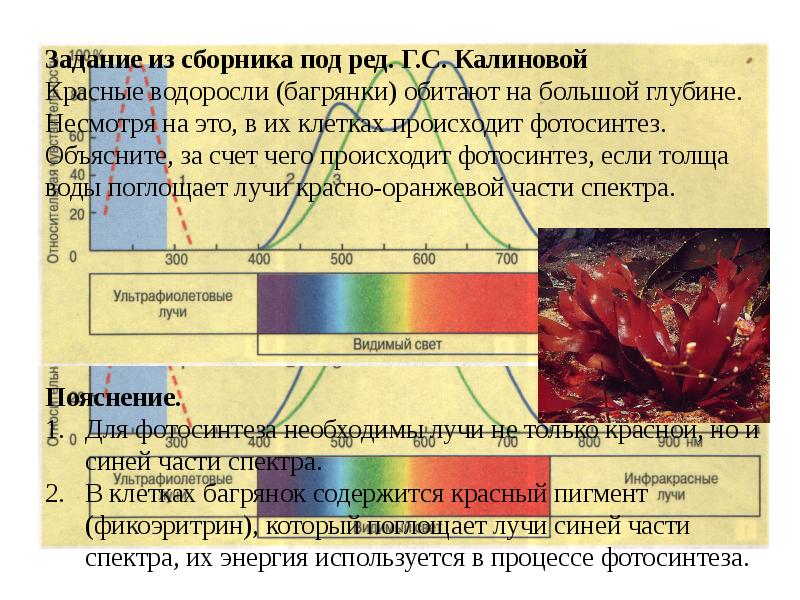 Экология егэ биология презентация