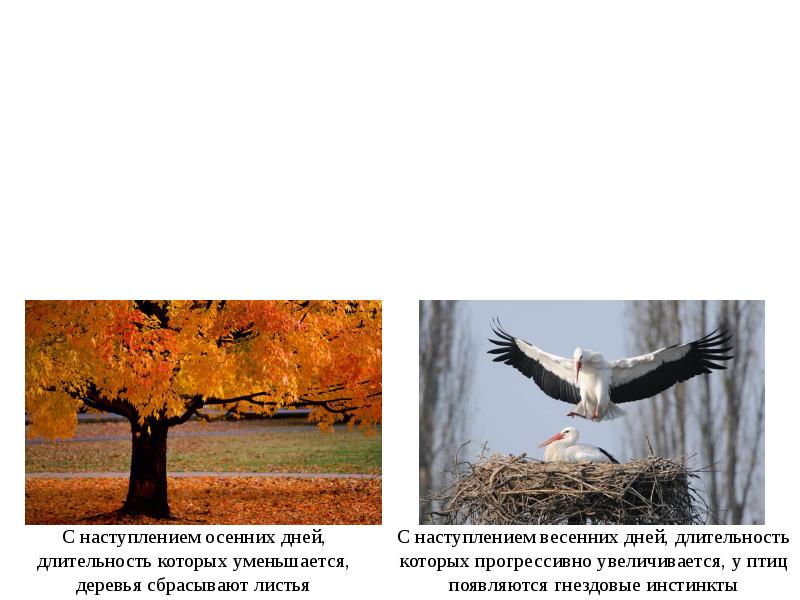 Деревья сбросили листву и не слышно птичьих голосов. Что появилось с наступлением осенью в биологии. Прогрессивные признаки, появившиеся у птиц.