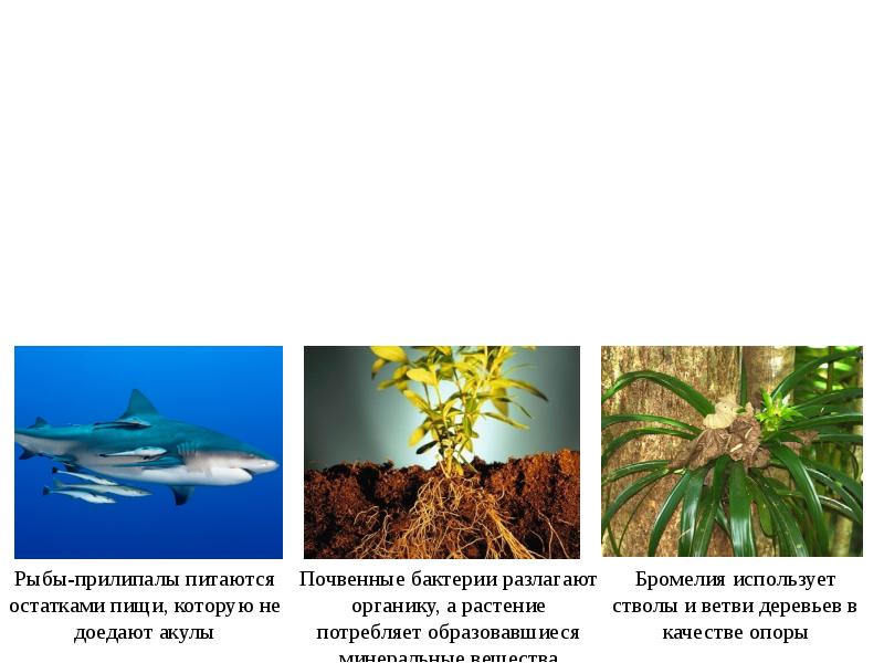 Егэ экология это ответы. Рыба прилипала презентация. Что потребляют растения. Рыбы прилипалы поедающие остатки пищи крупных акул это пример.