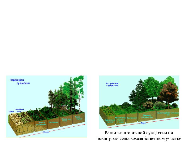 Схема сукцессии первичной и вторичной