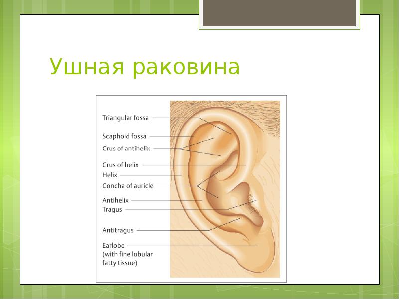 Ухо для презентации