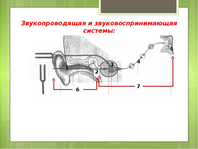 Схема звукопроводящей и звуковоспринимающей систем. Звукопроводящая система уха. Анатомические образования участвующие в звукопроведении.