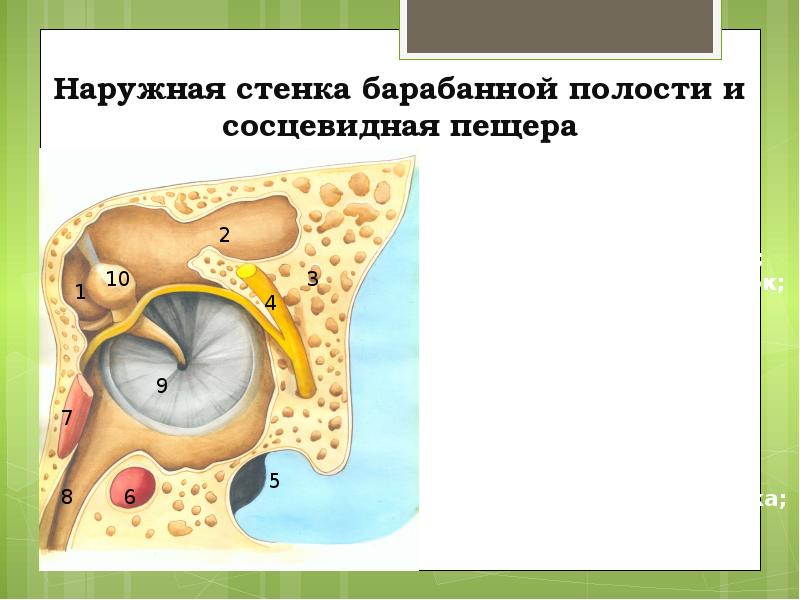 Стенки барабанной полости