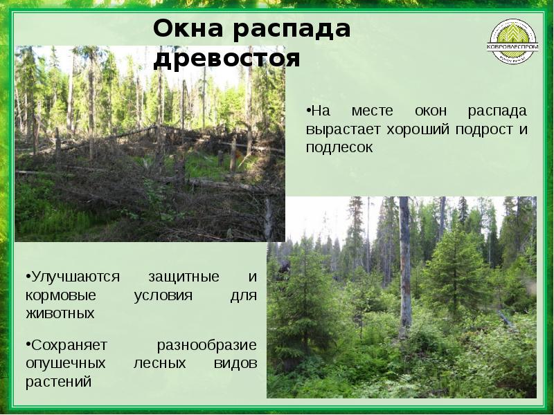 Состояние древостоя. Подрост и подлесок. Древостой подрост подлесок. Подрост деревьев это. Подрост и подлесок разница.