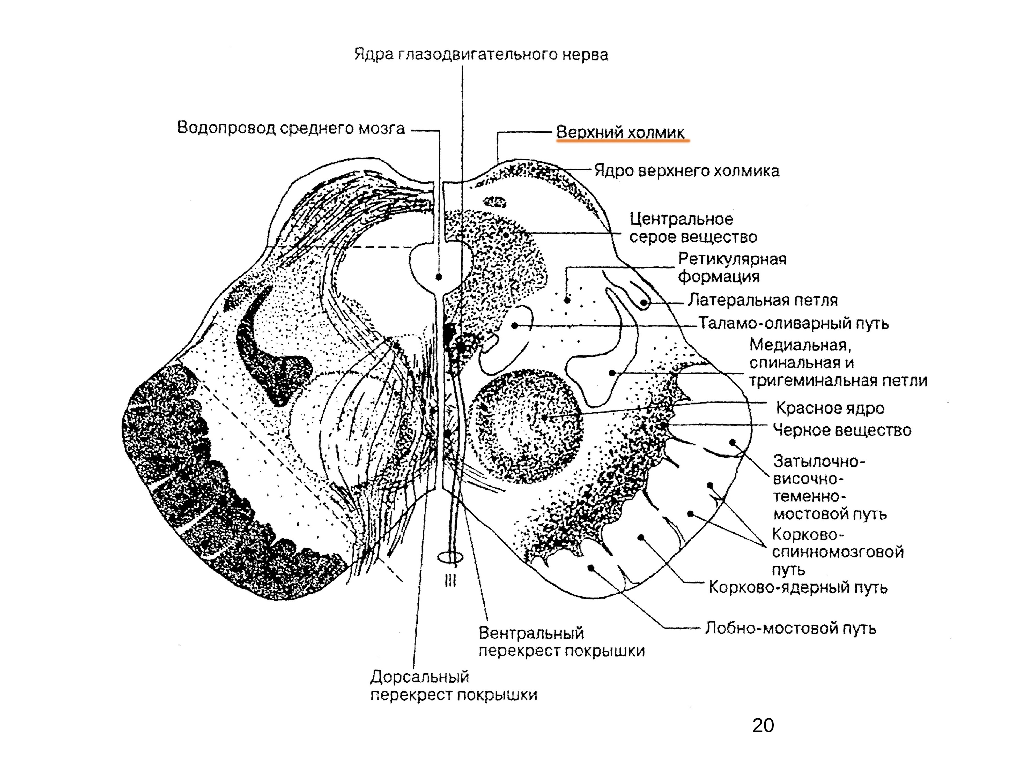 Средний мозг рисунок. Красное ядро на разрезе среднего мозга. Строение среднего мозга на поперечном разрезе. Средний мозг ядра и функции. Поперечный срез мозжечка схема.