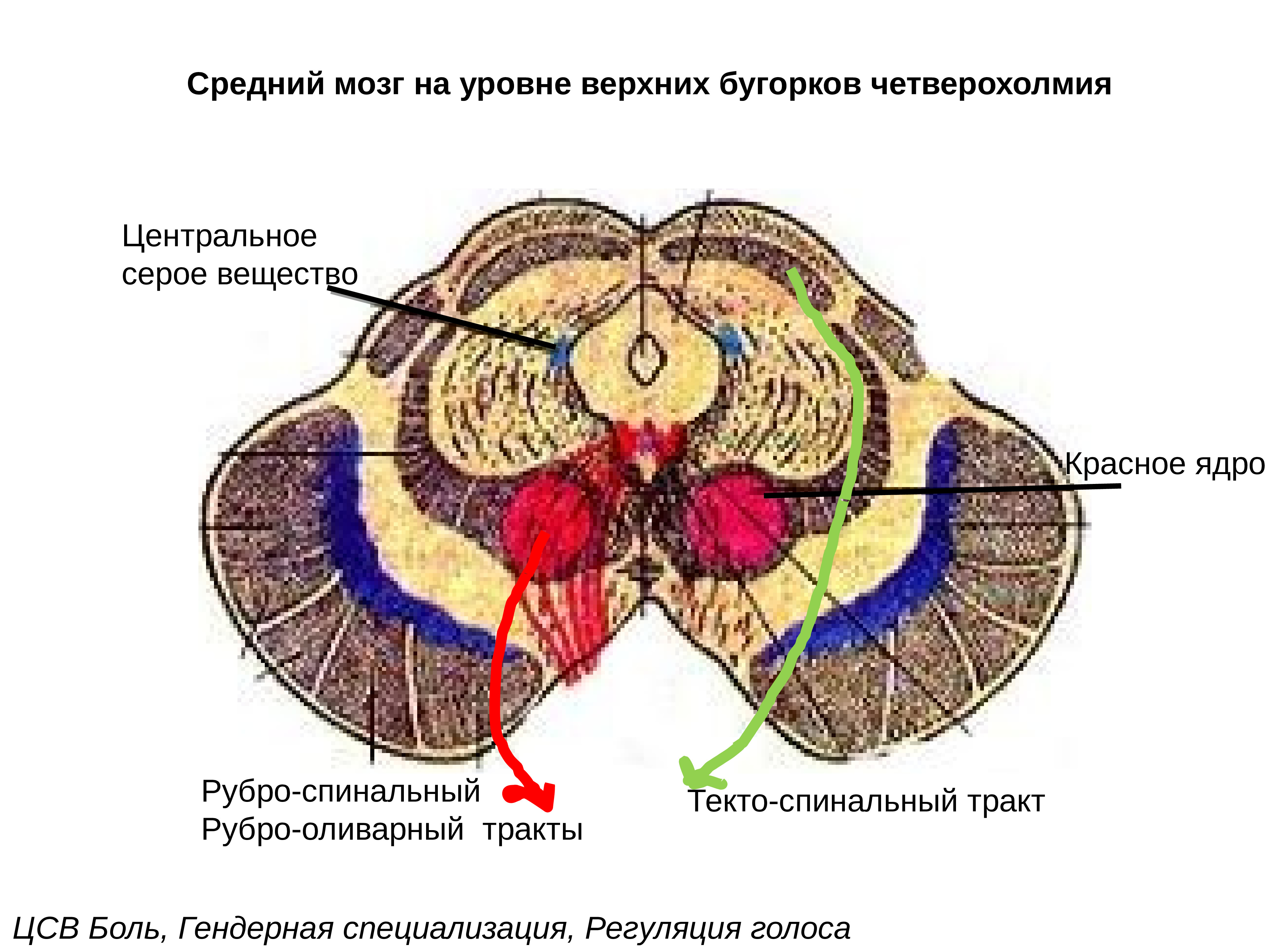 Верхние холмики мозга. Срез среднего мозга с ядрами. Средний мозг срез строение. Строение среднего мозга анатомия. Средний мозг анатомия внутреннее строение.