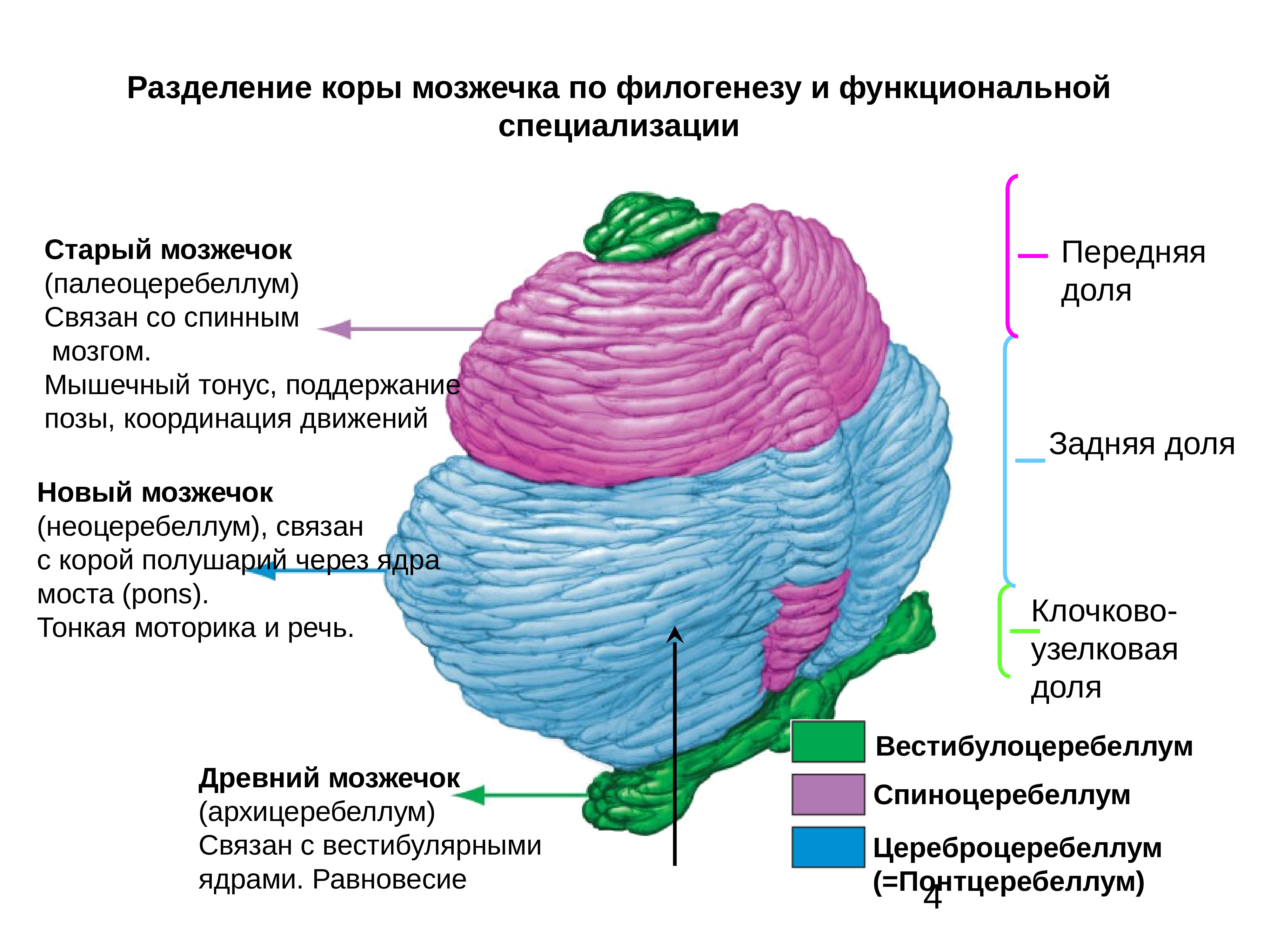 Функции мозжечка презентация