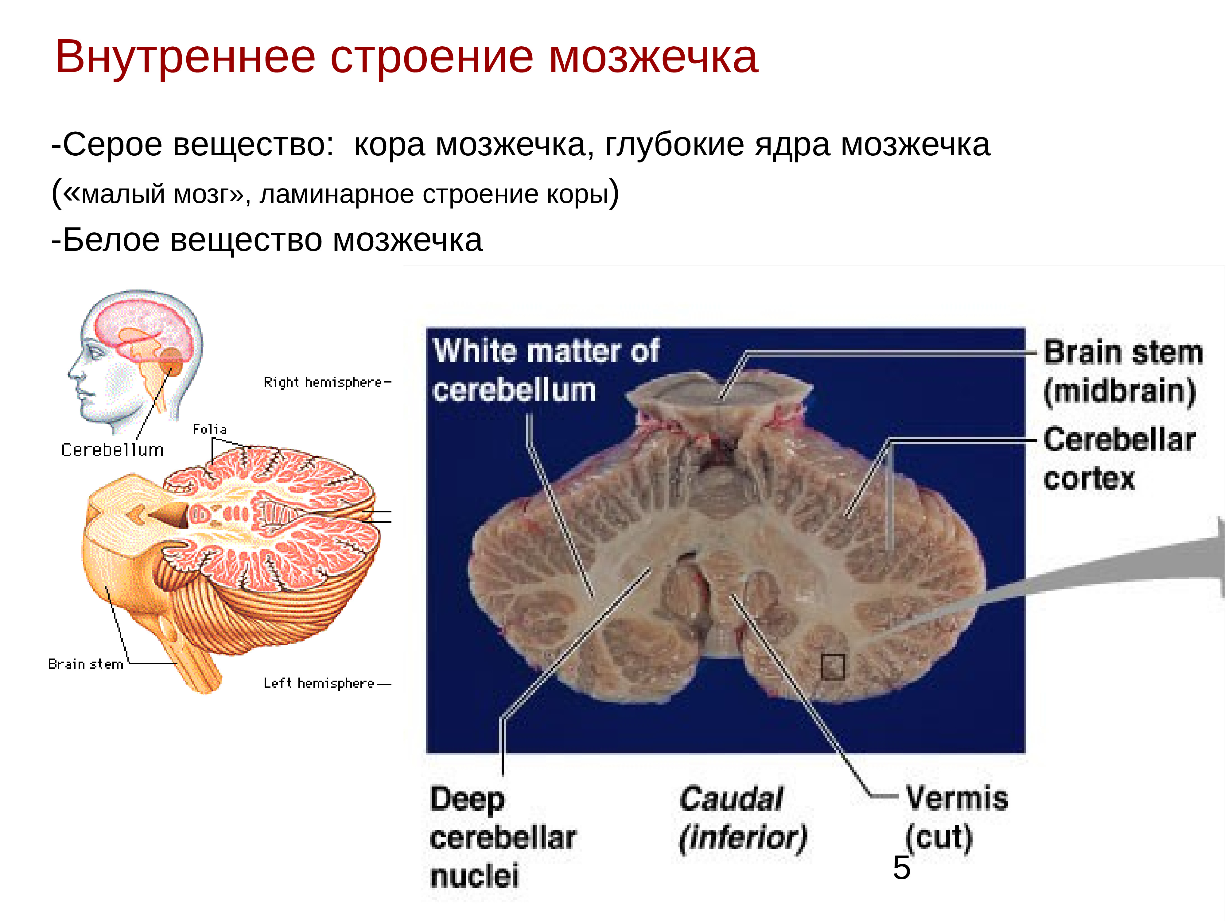 Серое вещество в мозжечке. Зубчатое ядро на разрезе мозжечка. Строение серого вещества мозжечка. Внутреннее строение мозжечка анатомия. Ядра мозжечка срез.