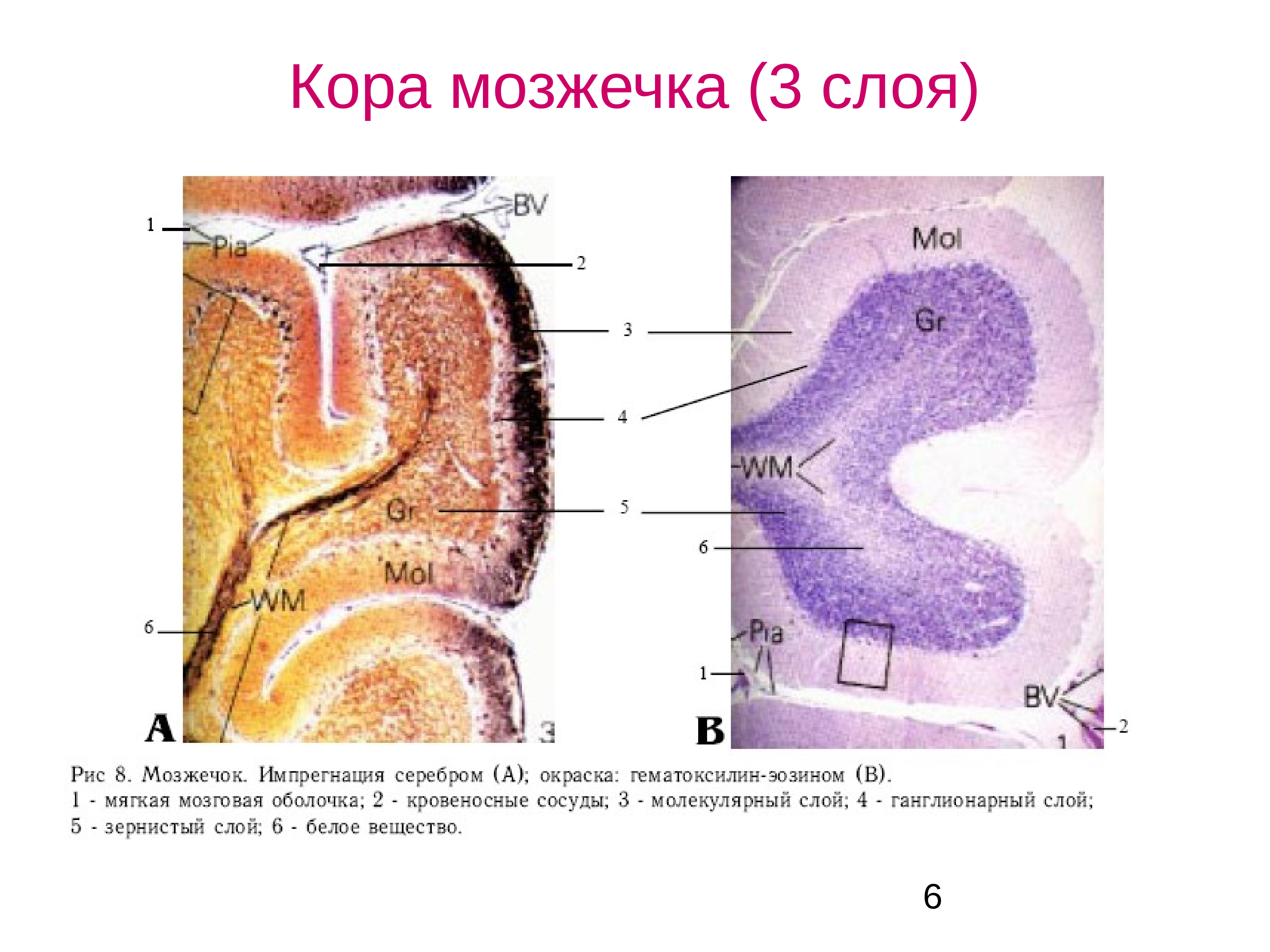 Мозжечок гистология рисунок