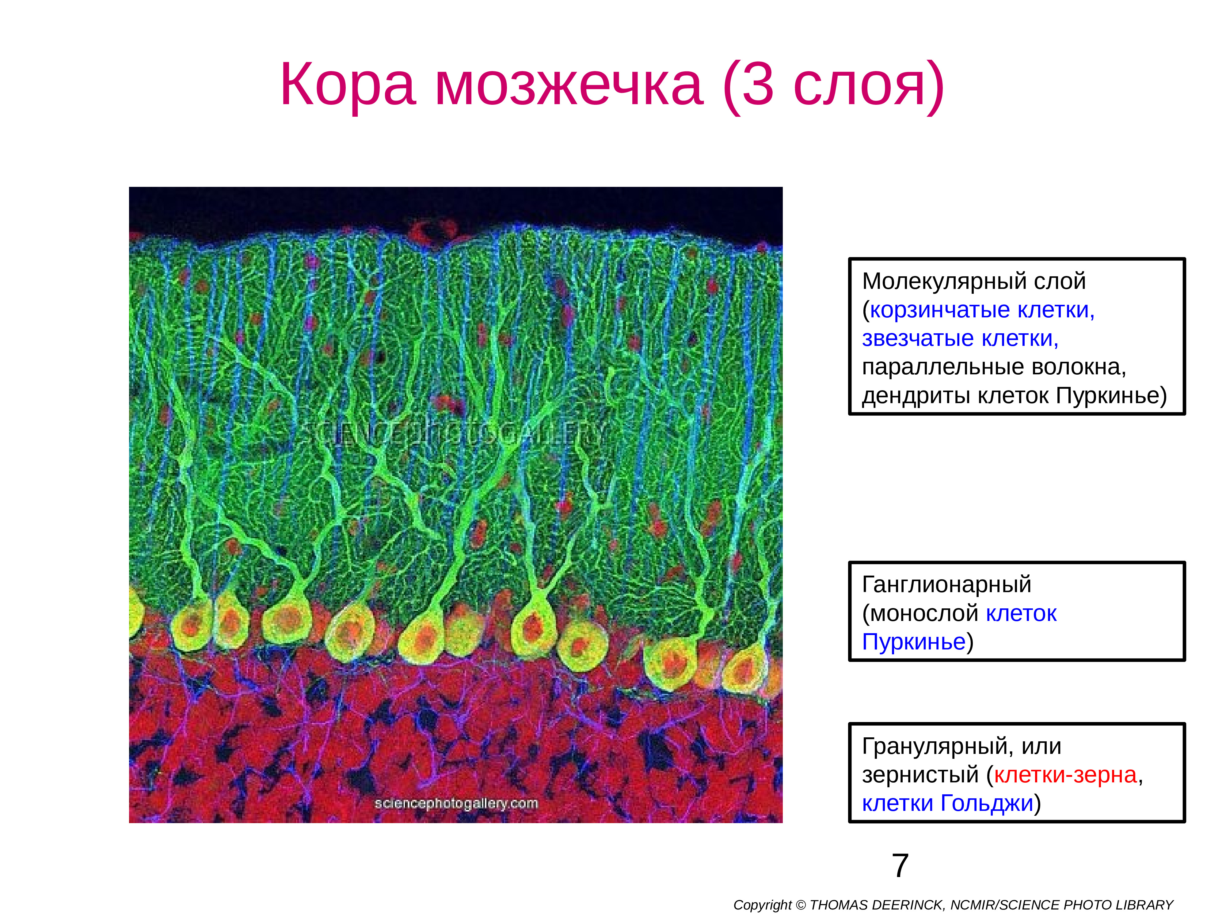 Схема мозжечка гистология