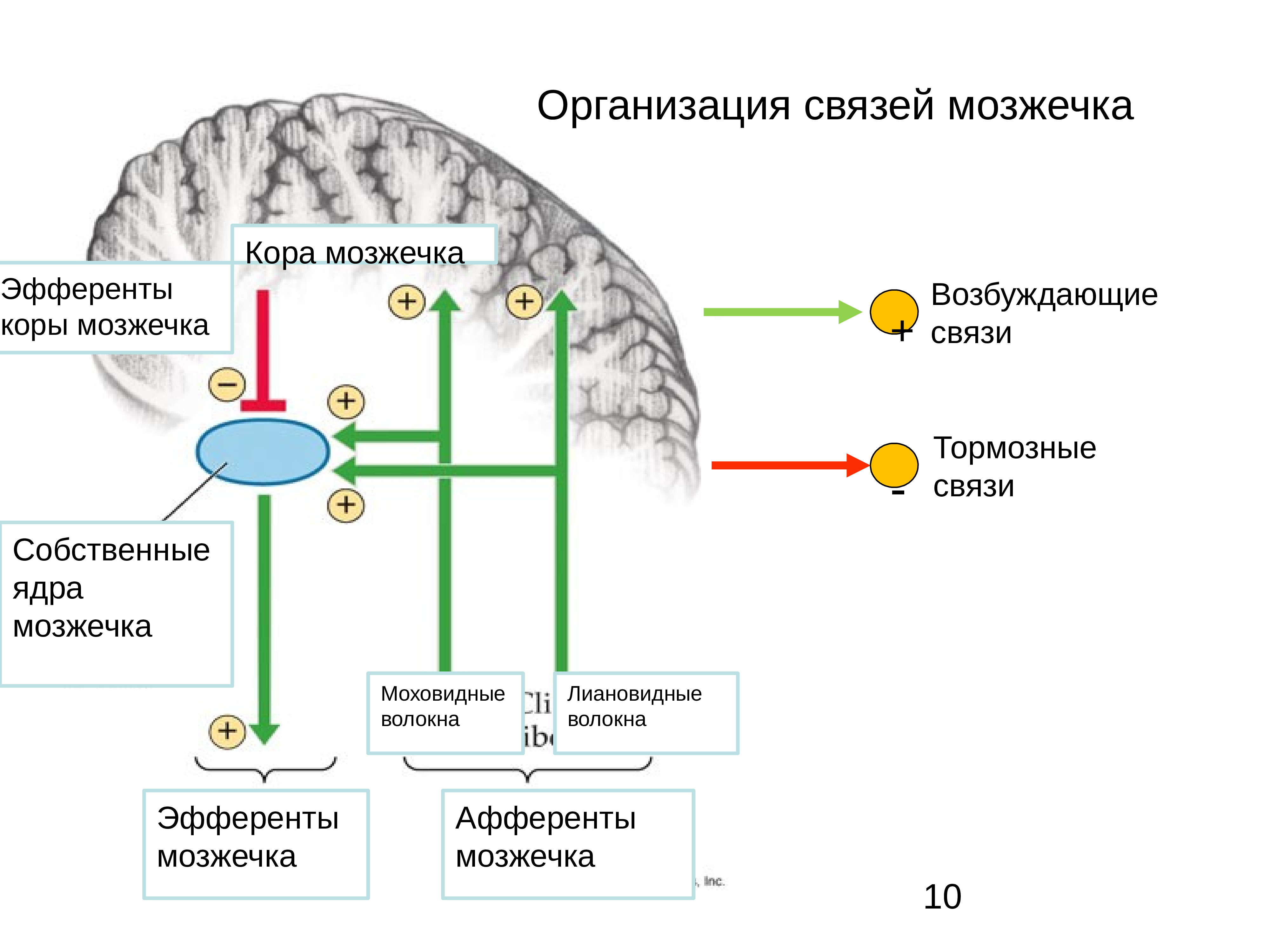Мозжечок волокна. Афферентные и эфферентные проводящие пути мозжечка схема. Схема основных межнейронных связей мозжечка. Афферентные пути мозжечка схема. Схема нейронных связей коры мозжечка.