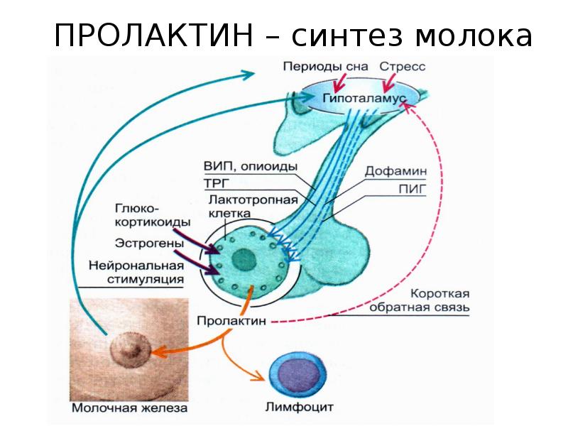 Железы внутренней секреции физиология