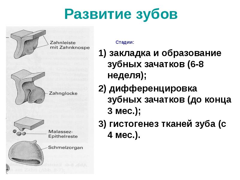 Развитие зуба тест. Развитие зуба тест