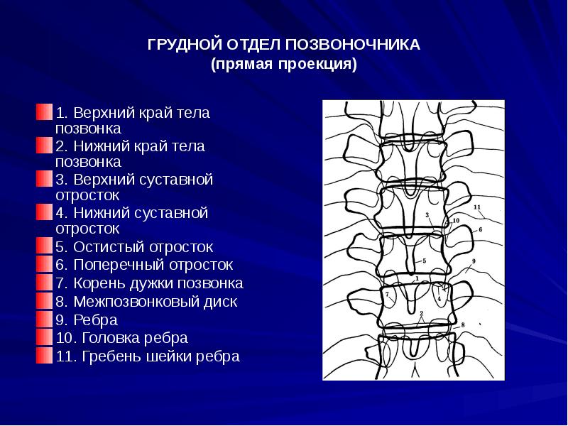 Проекция позвонков. Грудной отдел позвоночника вид спереди. Шейный отдел позвоночника рентген прямая проекция. Шейный отдел позвоночника спереди. Грудной отдел позвочник.