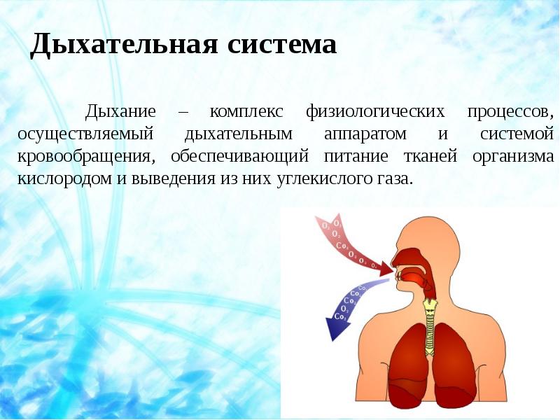 Тех карта дыхание и кровообращение 3 класс