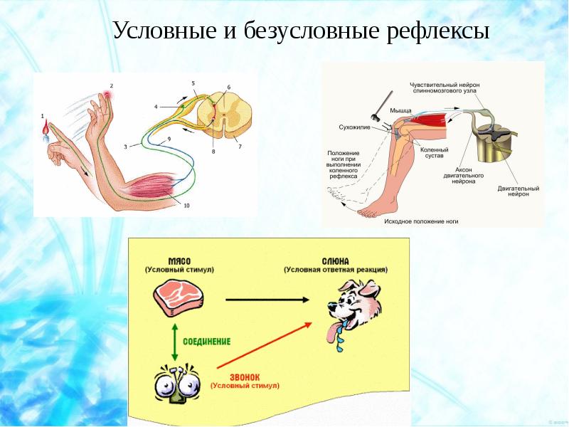 Условные безусловные рефлексы презентация