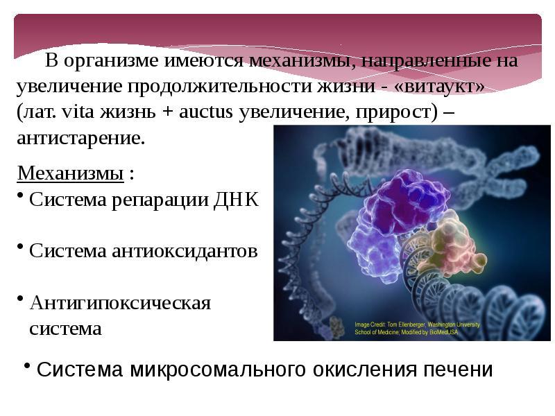 Особенности фармакотерапии в гериатрии презентация