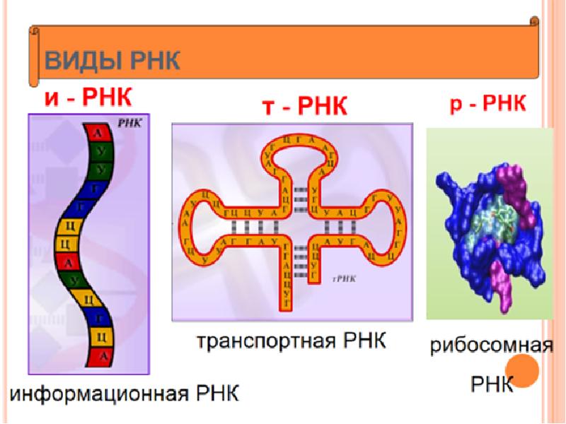 Строение молекулы рнк схема