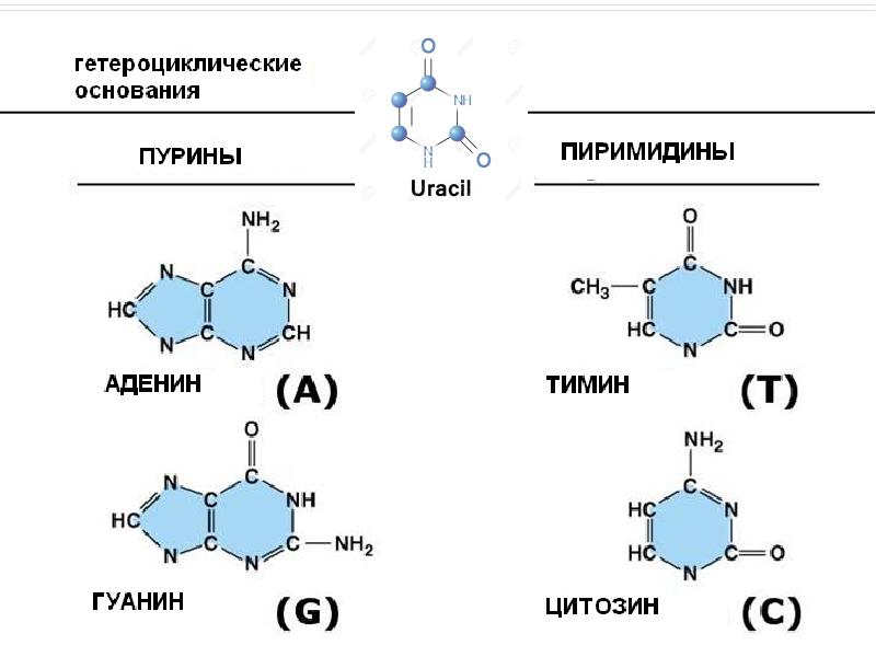 Нуклеиновые кислоты презентация 10 класс химия габриелян