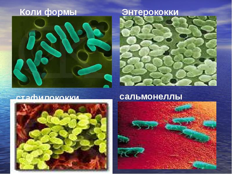 микробиологические показатели продуктов. коли формами. термотолерантные колиформные бактерии. коли формами. признаки колиформных бактерий.
