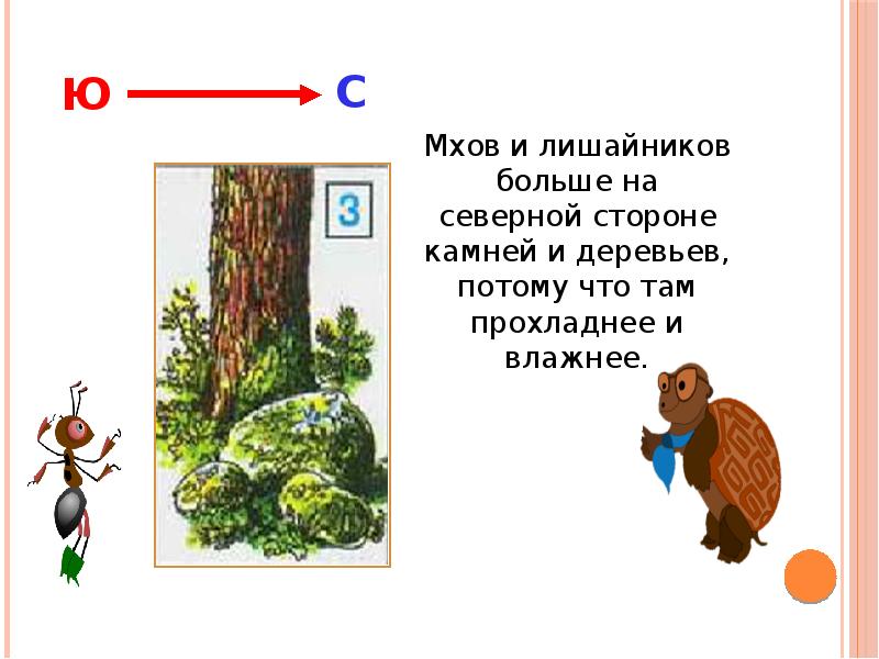 С какой стороны мох. Ориентирование на местности по мху. Ориентирование на местности по мху на дереве. Ориентирование на местности мох на деревьях. Мхов и лишайников больше на Северной стороне камней и деревьев.