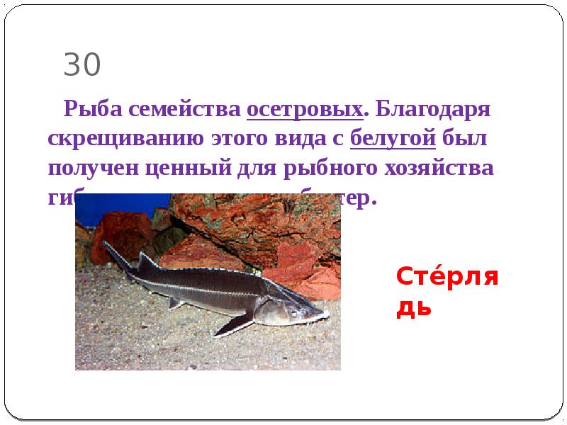 Рыба семейства осетровых 6 букв на к. Семейство осетровых. Семейство осетровые представители. Осетровые семейство рыб. Название рыб семейства осетровых.